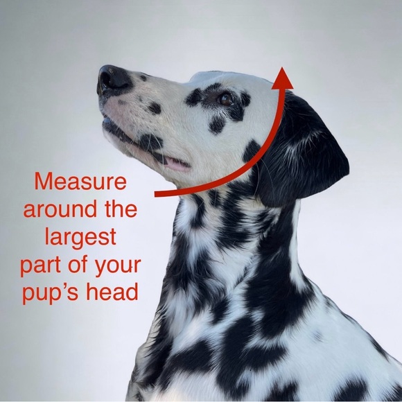 Designer Dog Necklaces - Picture 13 of 13